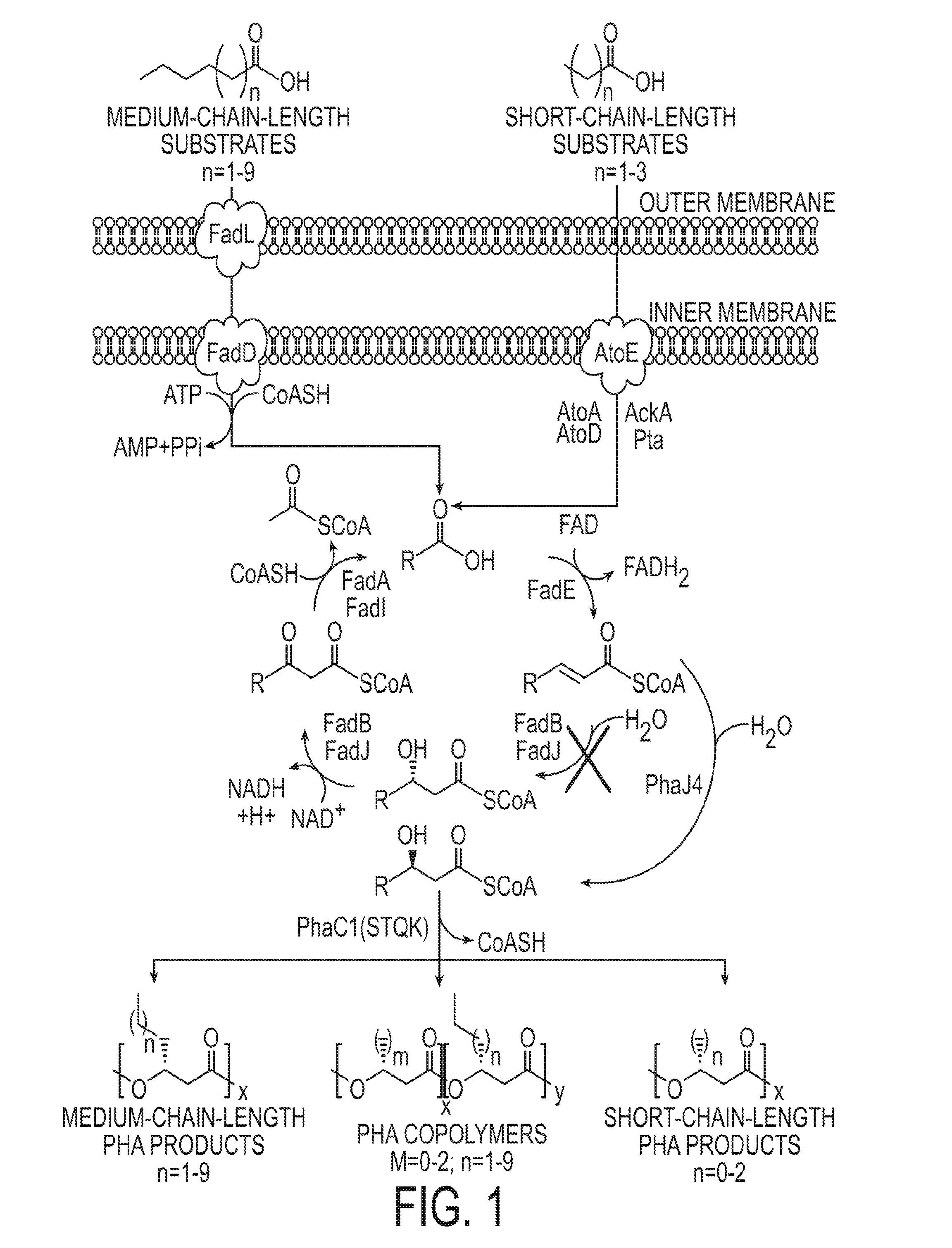 Engineered strain of escherichia coli for production of poly-r-3-hydroxyalkanoate polymers with defined monomer unit composition and methods based thereon