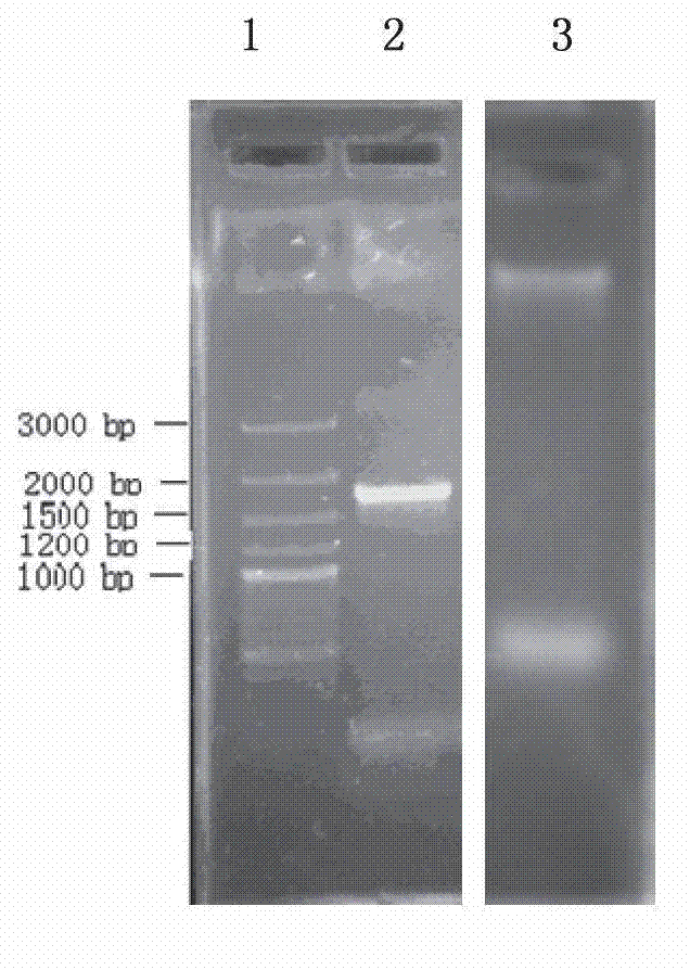 Bacterial strain capable of secreting cellulase as well as cellulase extraction method and application thereof