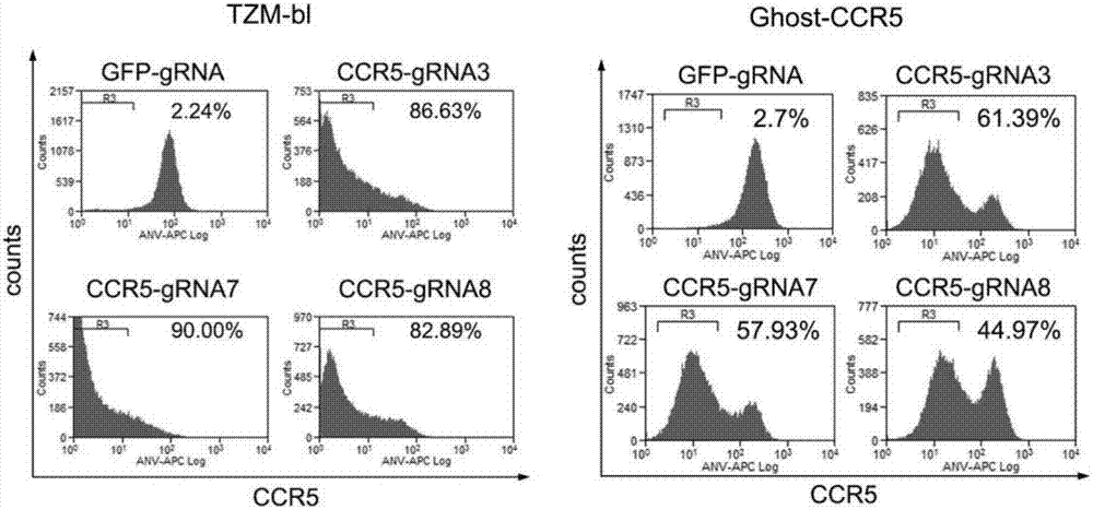 CRISPR (clustered regularly interspaced short palindromic repeat)/Cas9 Recombinant lentiviral vector containing gRNA sequence specifically targeting CCR5 and application thereof