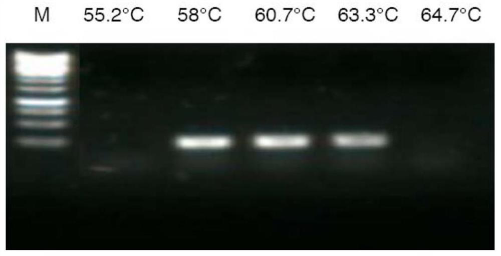 PCR primer, kit and method for detecting African swine fever virus MGF-505-1R gene