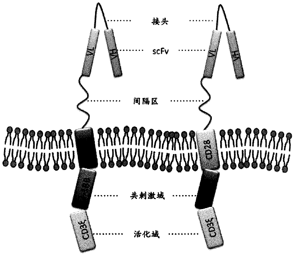 Chimeric antigen receptor and car-t cells that bind cxcr5