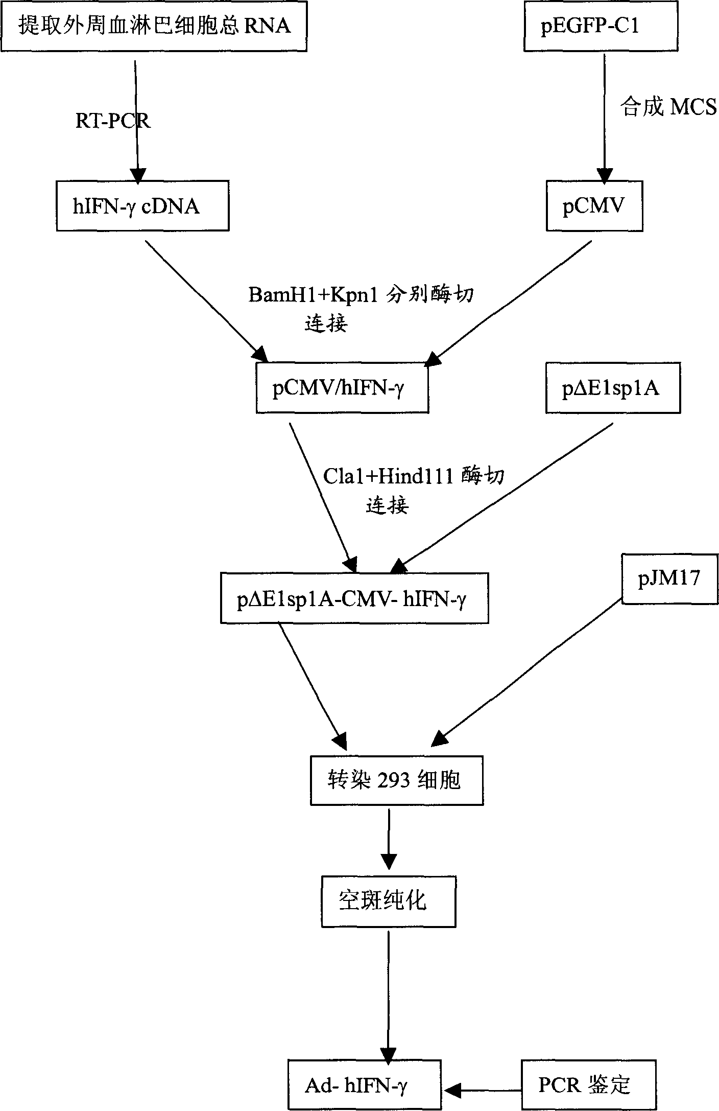 Recombined human gama interferon gland virus and preparation of products therefrom