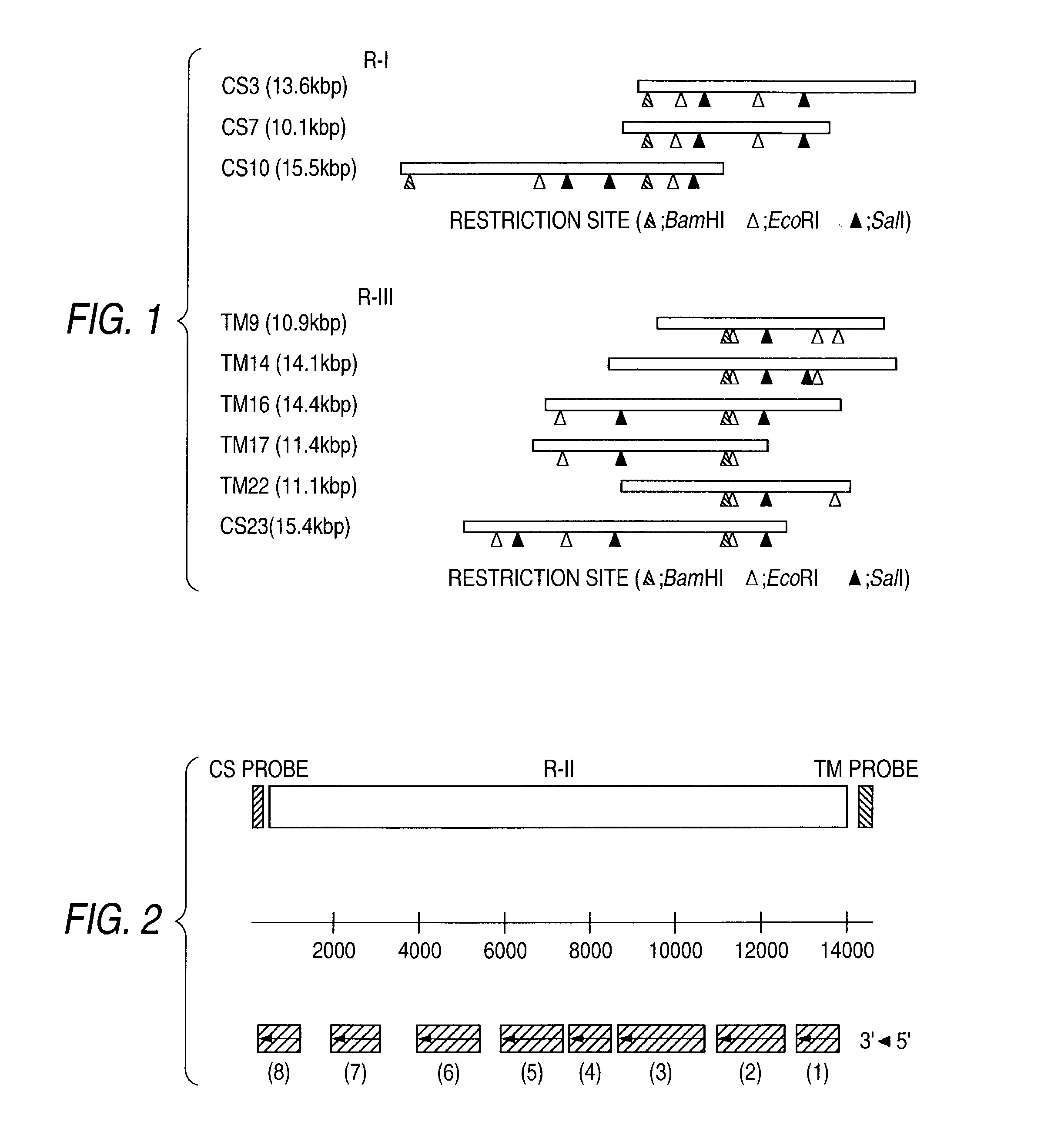 Chondroitin polymerase and DNA encoding the same
