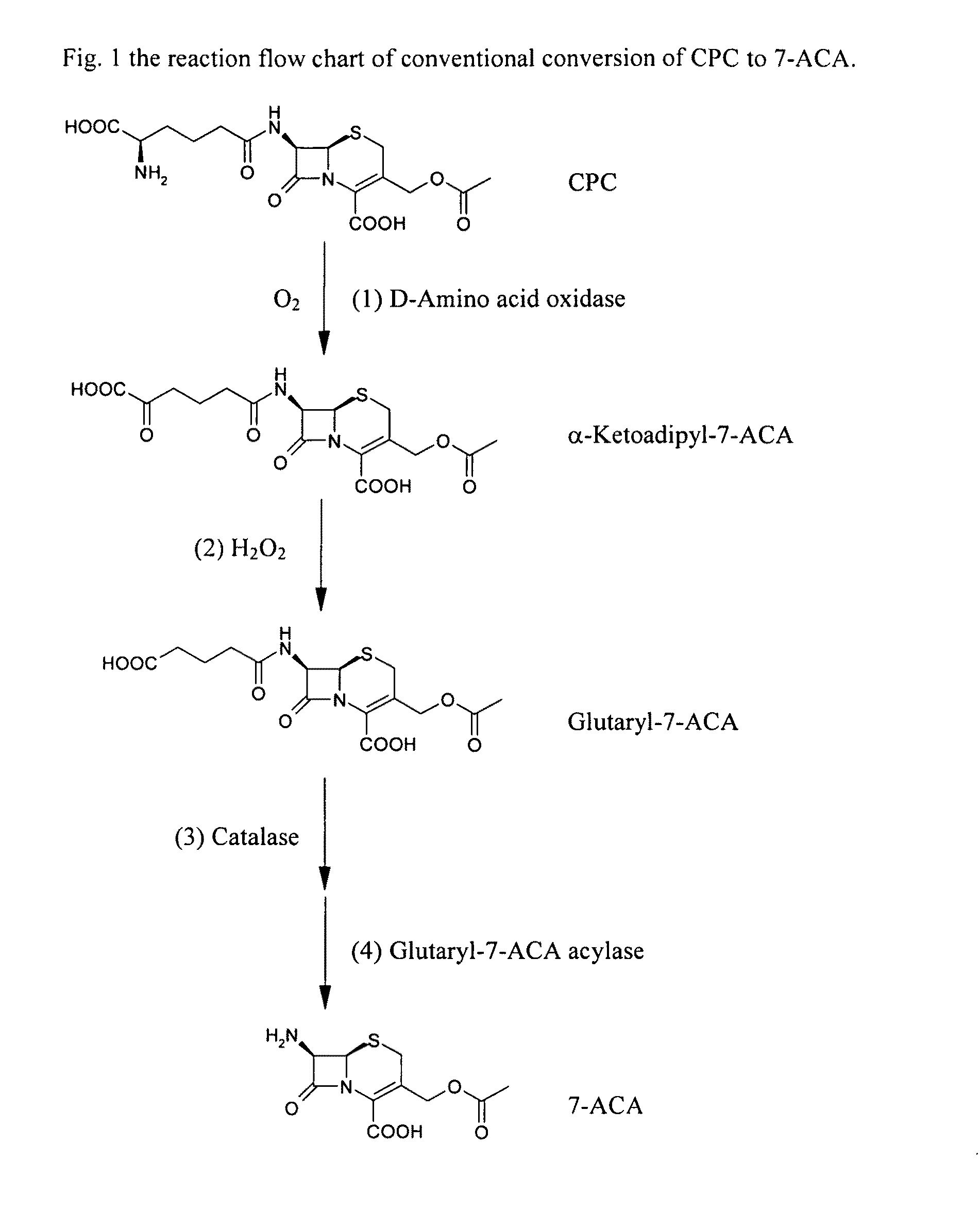Two-step enzyme method for preparing 7-aminocephalosporanic acid