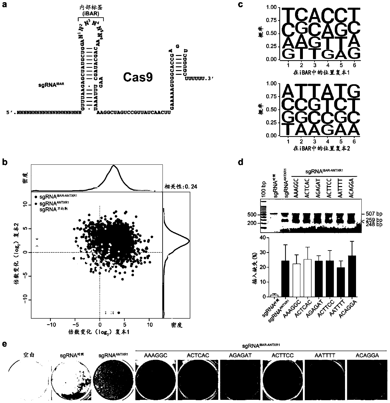 Composition and method for efficient gene screening through tagged guide RNA constructor