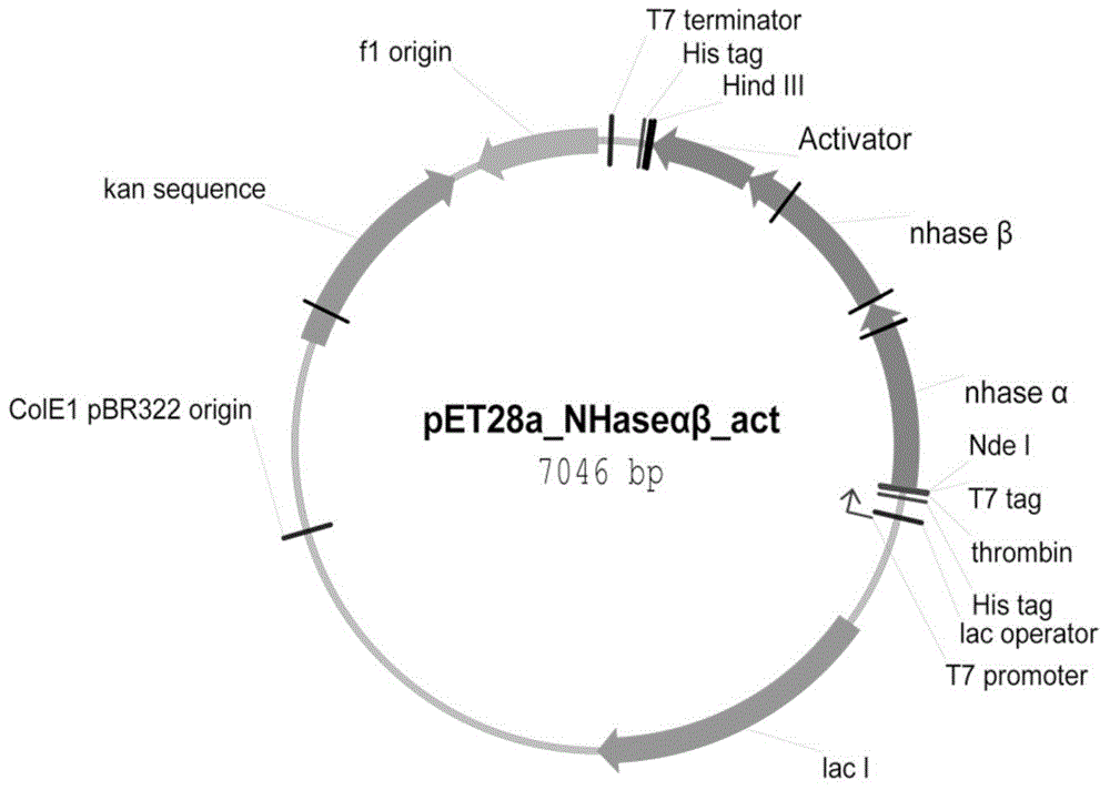 Heat-resistant recombinant nitrile hydratase gene, encoded enzyme, engineering bacterium and application of gene engineering bacterium