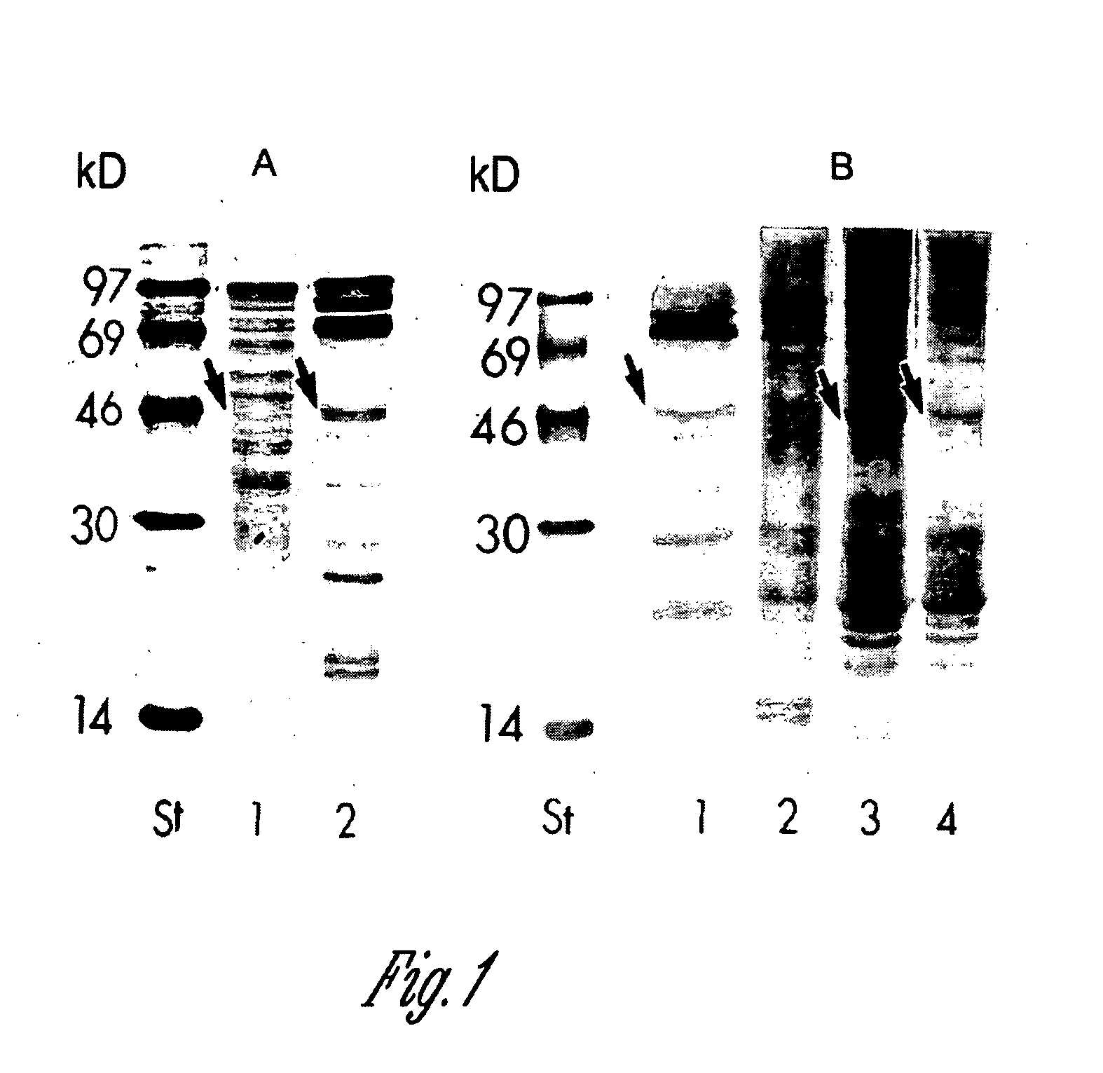 Maize chloroplast protein synthesis elongation factors and methods of use for same