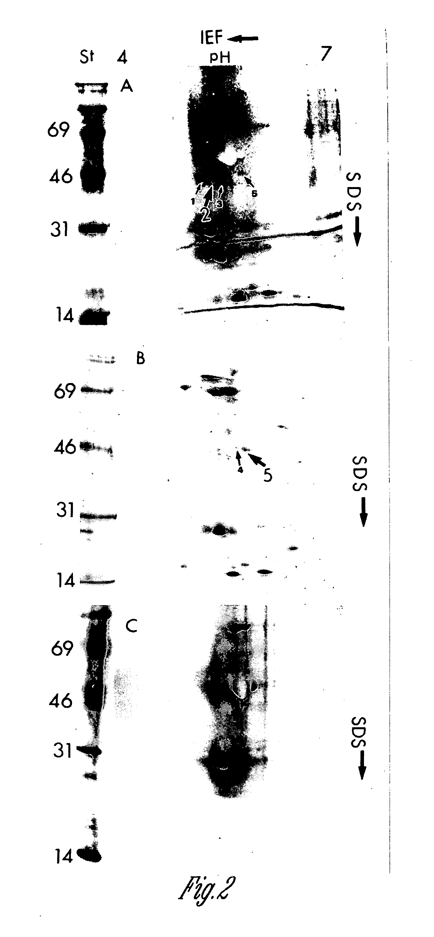 Maize chloroplast protein synthesis elongation factors and methods of use for same