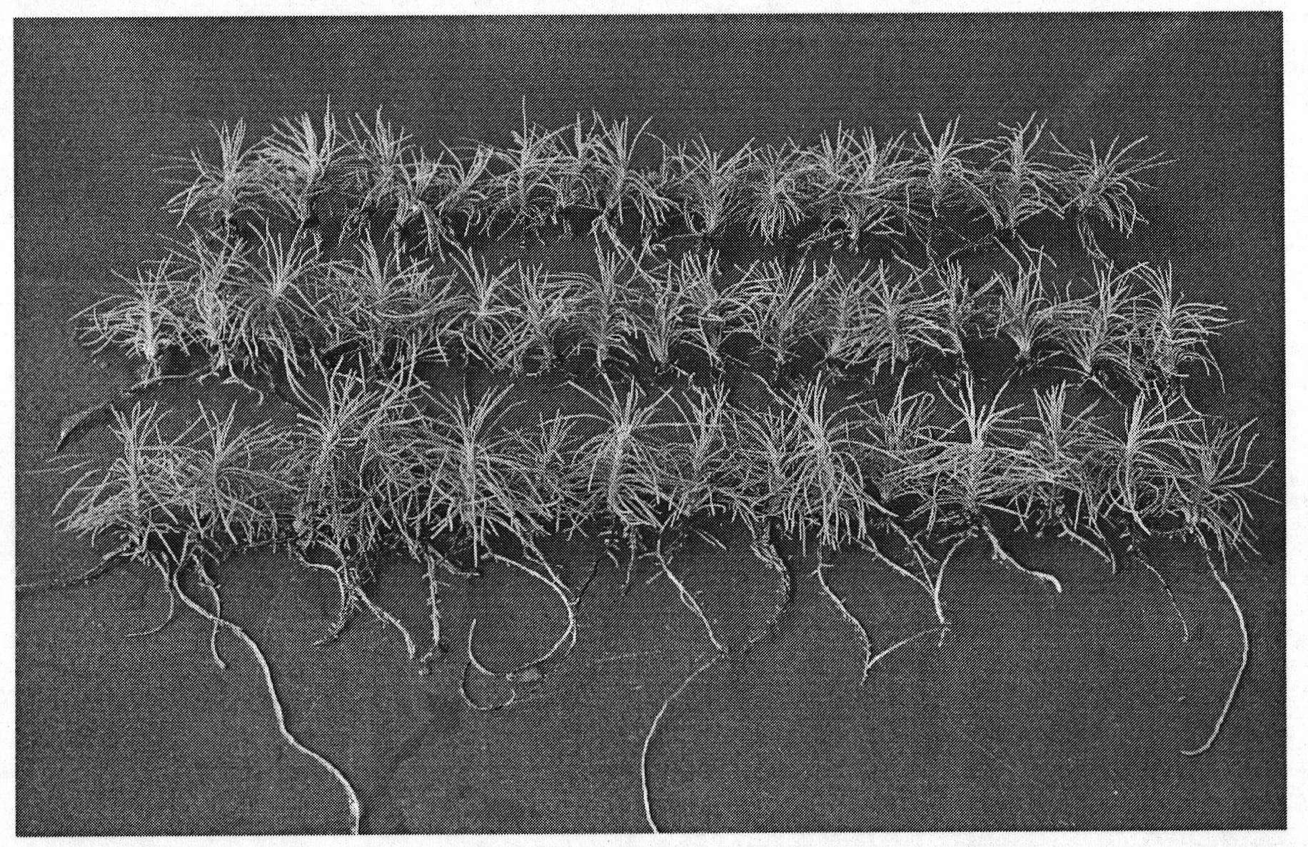 Method for efficiently inducing generation of adventitious roots of Pinus densiflora tissue culture plantlets