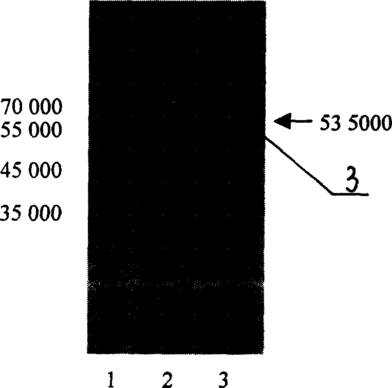 Recombined 3-type parainfluenza viruse nuclelc shell protein and process for preparing antibody thereof