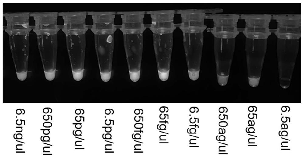 Method for visually detecting Hangzhou white chrysanthemum leaf blight chaetomium globosum by using CRISPR/Cas12a system