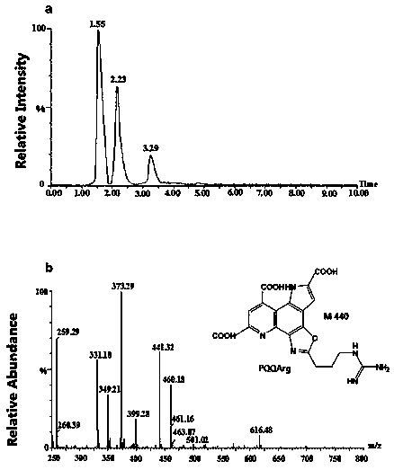 Method for researching reaction behavior of PQQ (Pyrroloquinoline quinone), and Lys (Lysine) and Arg (Arginine)