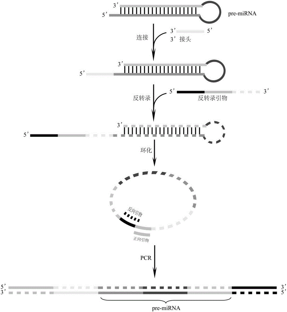 Method of constructing pre-miRNA 5'RACE-seq library in plants