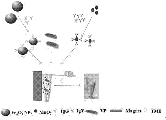 Kit for detecting vibrio parahaemolyticus on basis of immunomagnetic beads and MnO2 nanometer particles