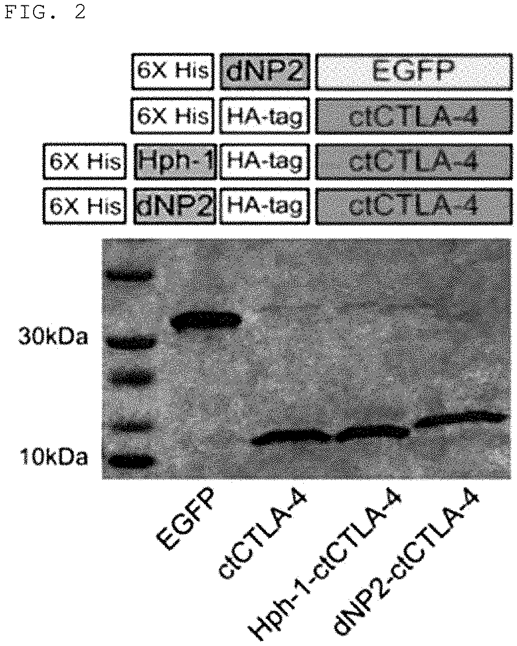 Pharmaceutical composition for preventing and treating transplant rejection