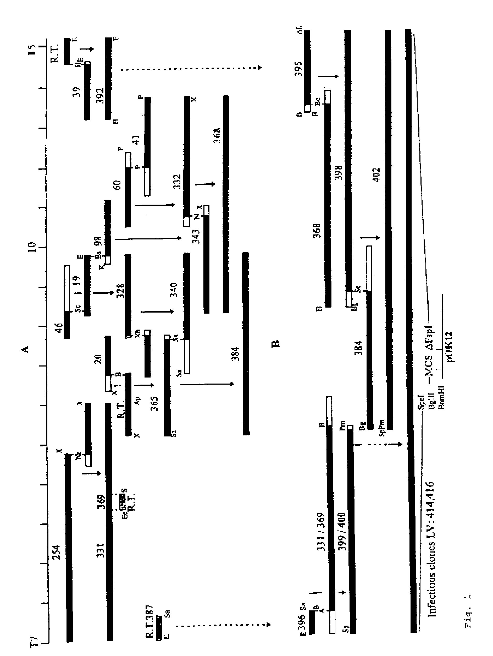 Infectious clones of RNA viruses and vaccines and diagnostic assays derived thereof