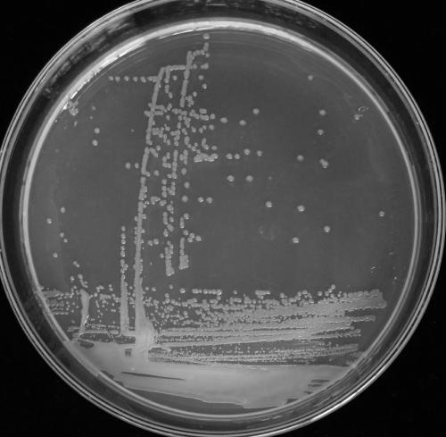 A bacteriostatic Burkholderia forest mp5 strain and its application