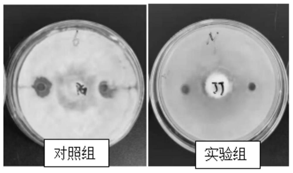Bacillus megaterium strain LXB4070 and application thereof