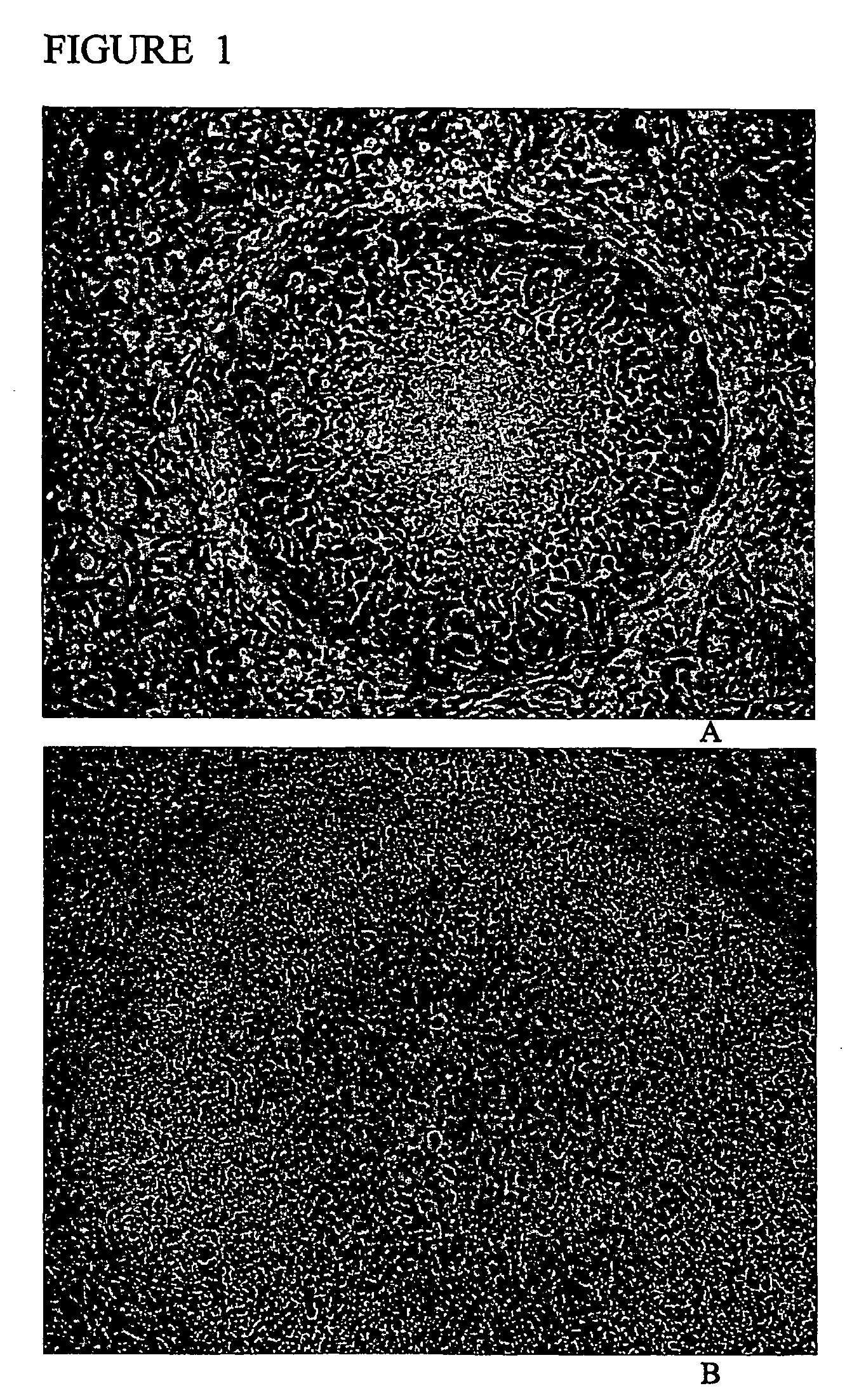 Alternative compositions and methods for the culture of stem cells
