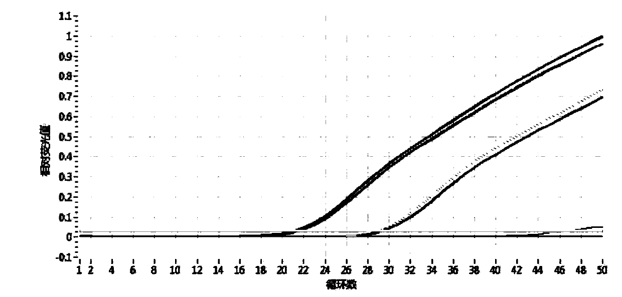 Method for identifying authenticity of mink fur products based on MGB probe