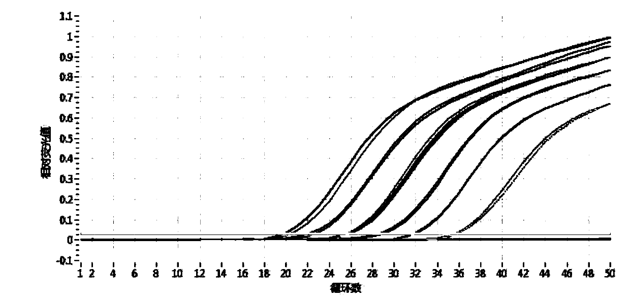 Method for identifying authenticity of mink fur products based on MGB probe