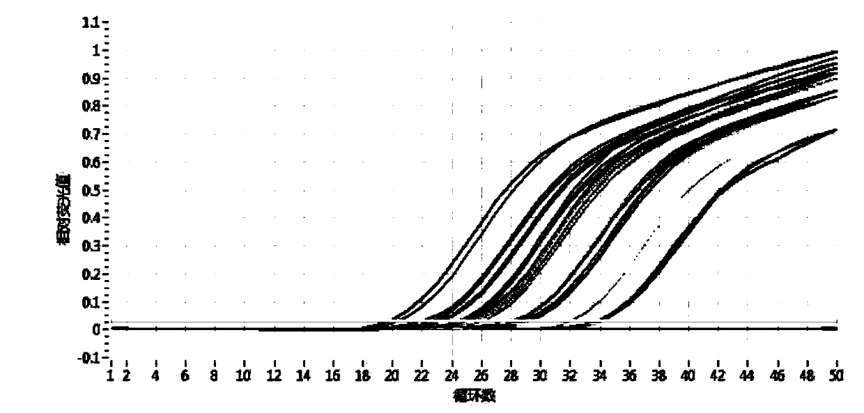 Method for identifying authenticity of mink fur products based on MGB probe