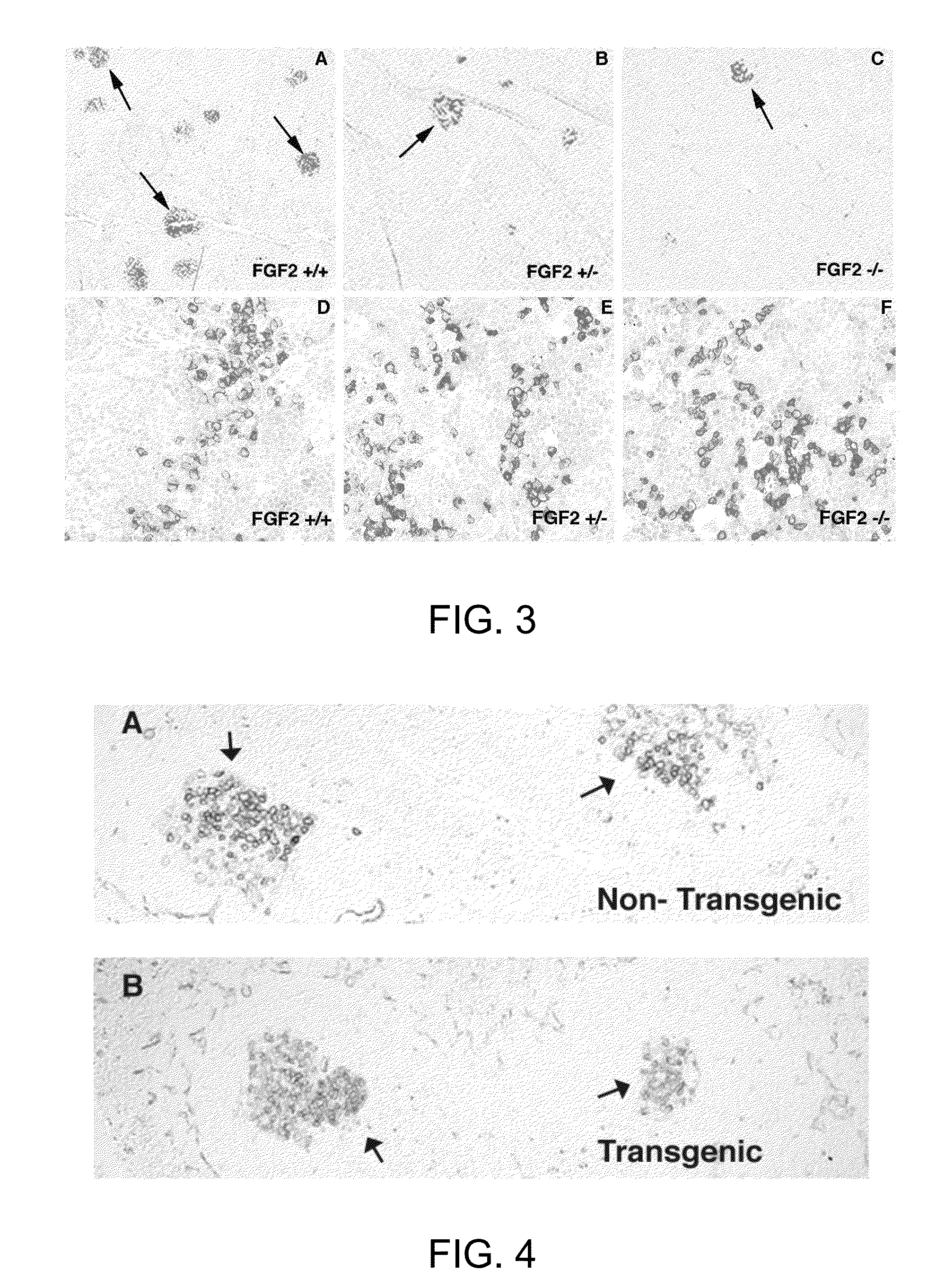 FGF modulation of in vivo antibody production and humoral immunity