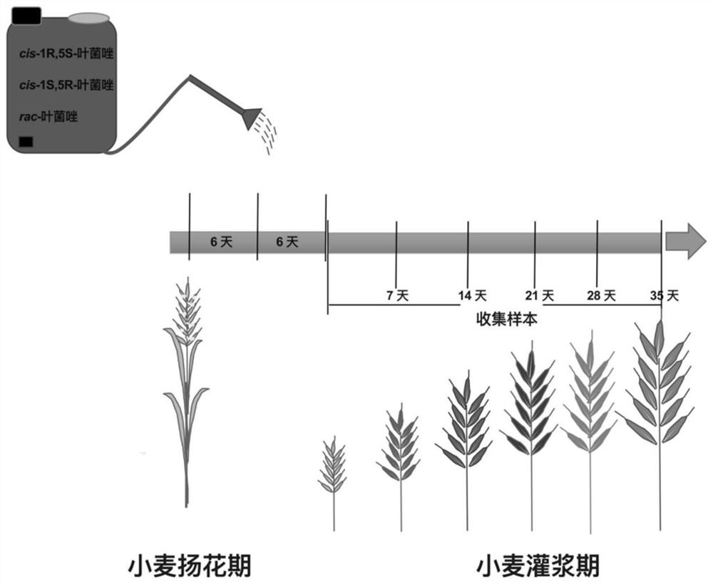 Application of cis-1S, 5R-metconazole in regulation of wheat growth