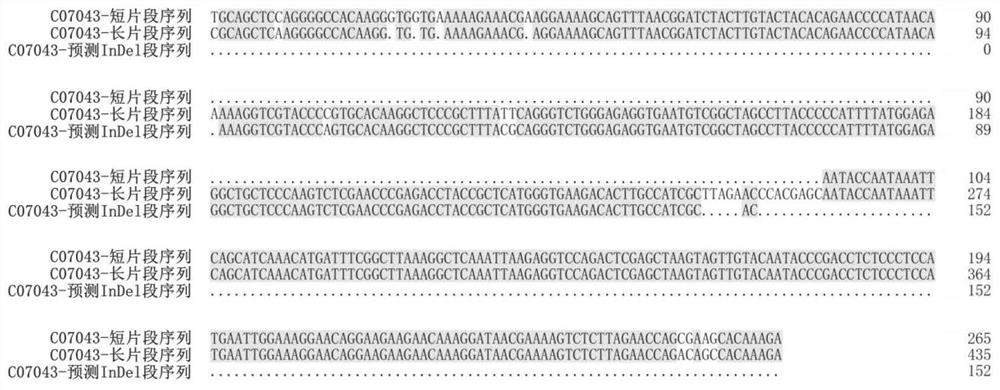 Malus plant whole genome InDel marker genotype database and application thereof to germplasm resource specificity identification
