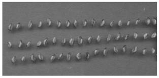 Modeling method for measuring vitality of wheat seeds