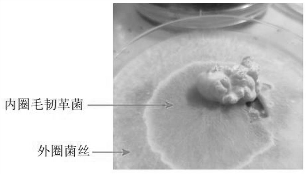 Isolated culture method and application of stereum hirsutum