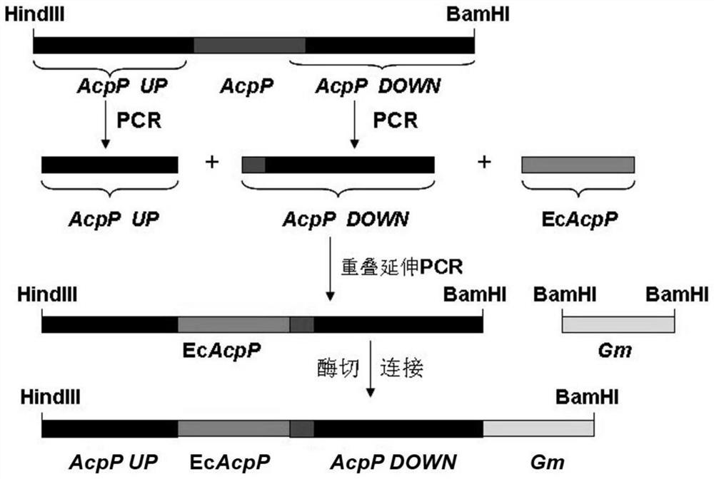 High-yield pyocyanin engineering bacterium and construction method and application thereof