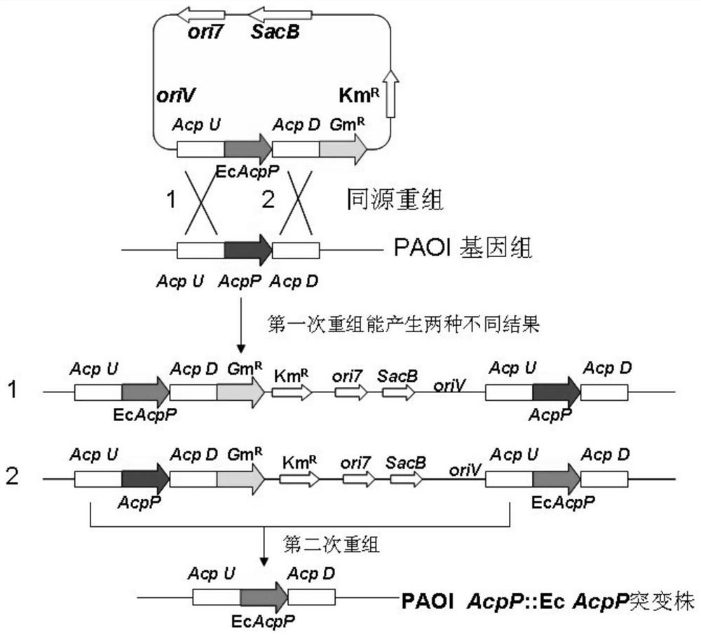 High-yield pyocyanin engineering bacterium and construction method and application thereof