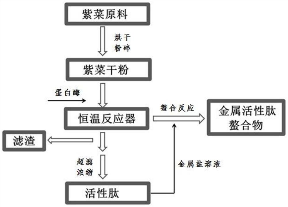 Method for preparing active peptide metal chelate by enzymatic hydrolysis of laver