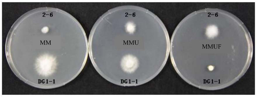 A method for protecting Flammulina velutipes strains by using uracil auxotroph