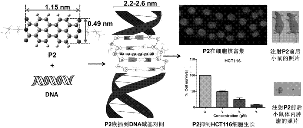 Water-soluble perylene bisimide compound and application of water-soluble perylene bisimide compound serving as DNA intercalator in anticancer cells and tumors