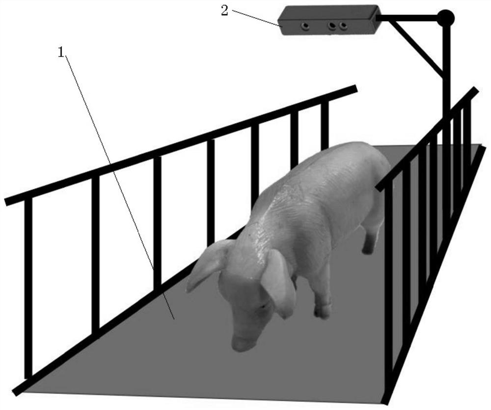 Pig backfat thickness measuring method and system