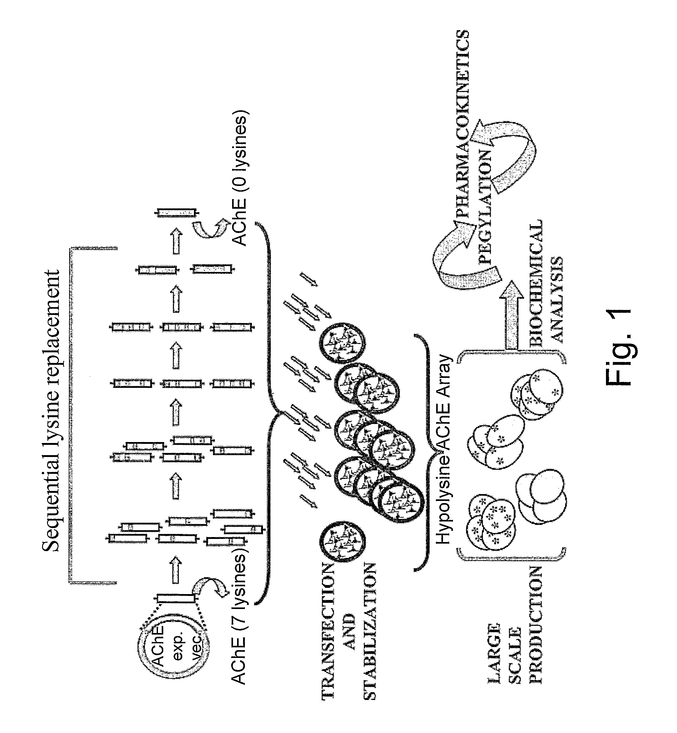 Uniformly conjugated serine hydrolases