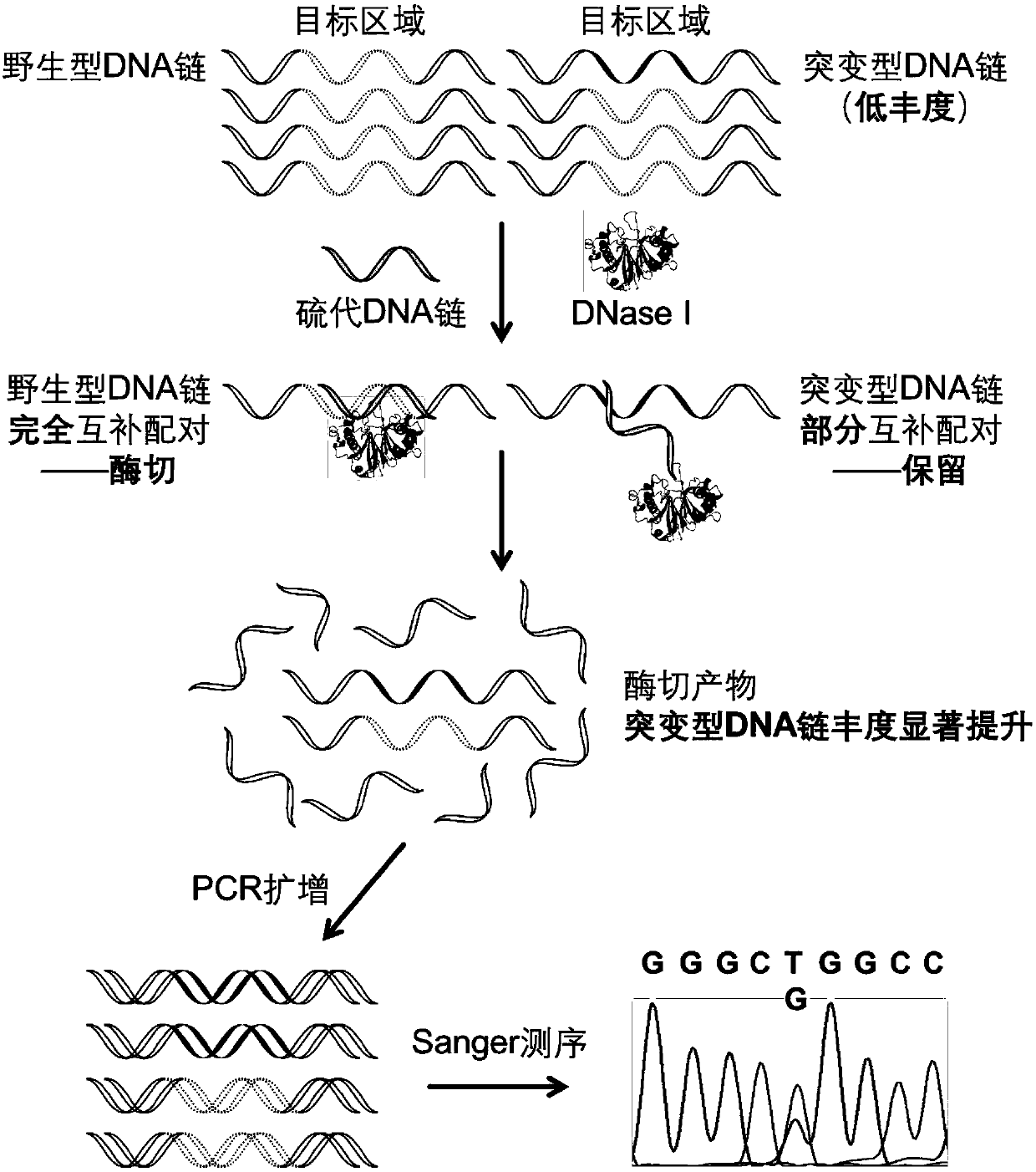 Gene mutation detection method based on selective elimination of wild strand background interference