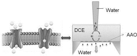 A method for constructing an ion channel on a liquid/liquid interface and a method for detecting the influence of the size of the ion channel on ion transfer