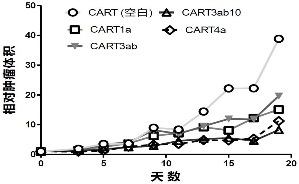 Claudin 18.2-targeting CAR molecule, immune cell modified by Claudin 18.2-targeting CAR molecule and application of Claudin 18.2-targeting CAR molecule