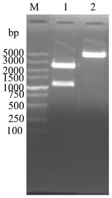 Bovine infectious rhinotracheitis virus multi-epitope recombinant chimeric protein and application thereof