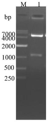Bovine infectious rhinotracheitis virus multi-epitope recombinant chimeric protein and application thereof