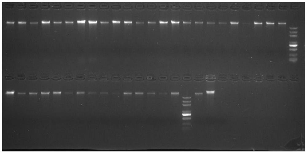 Kiwi fruit sex molecular marker primers based on fluorescent capillary electrophoresis and application thereof