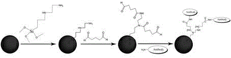 Immune colored silica microsphere