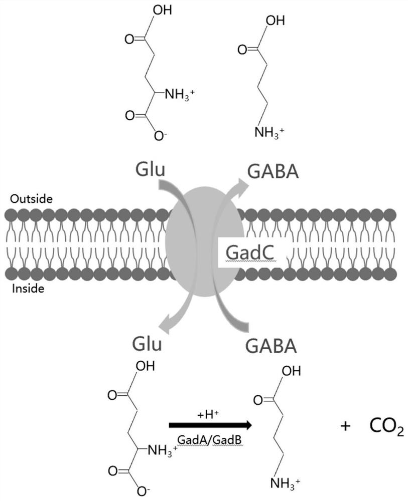 Actinobacillus succinogenes genetically engineered bacterium and construction method and application thereof