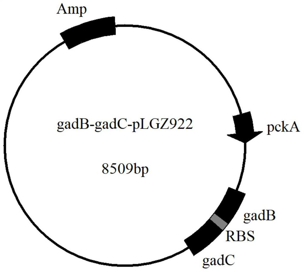 Actinobacillus succinogenes genetically engineered bacterium and construction method and application thereof