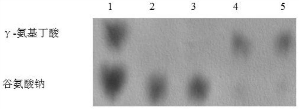 Actinobacillus succinogenes genetically engineered bacterium and construction method and application thereof