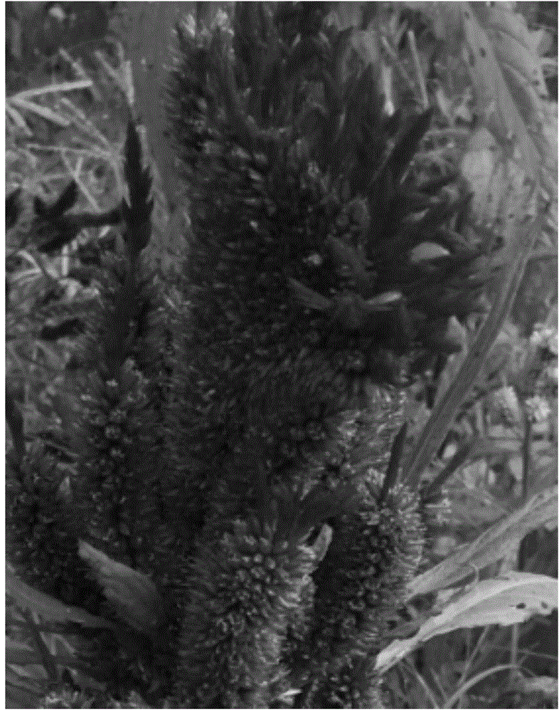 Method for breeding novel cockscomb specie by epigenetics principle and distant hybirdization