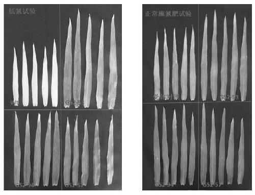 A method of cultivating transgenic plants with enhanced plant root development and delayed leaf senescence